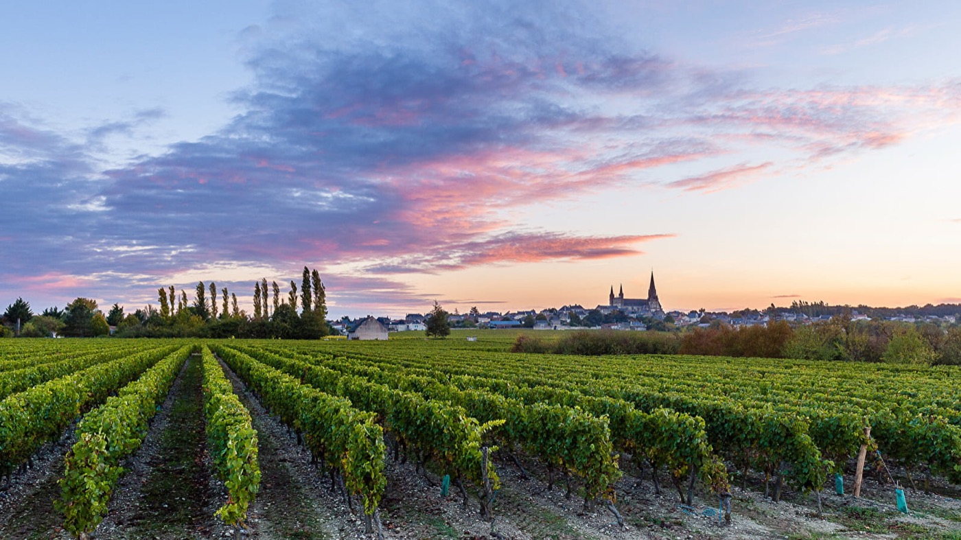 Vignoble du Mâconnais au coucher du soleil